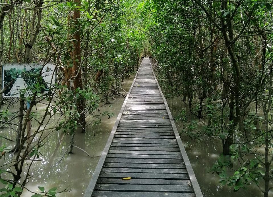 Sedar Jasa Pokok Bakau Selepas Dibadai Tsunami - Zafirah Zapri